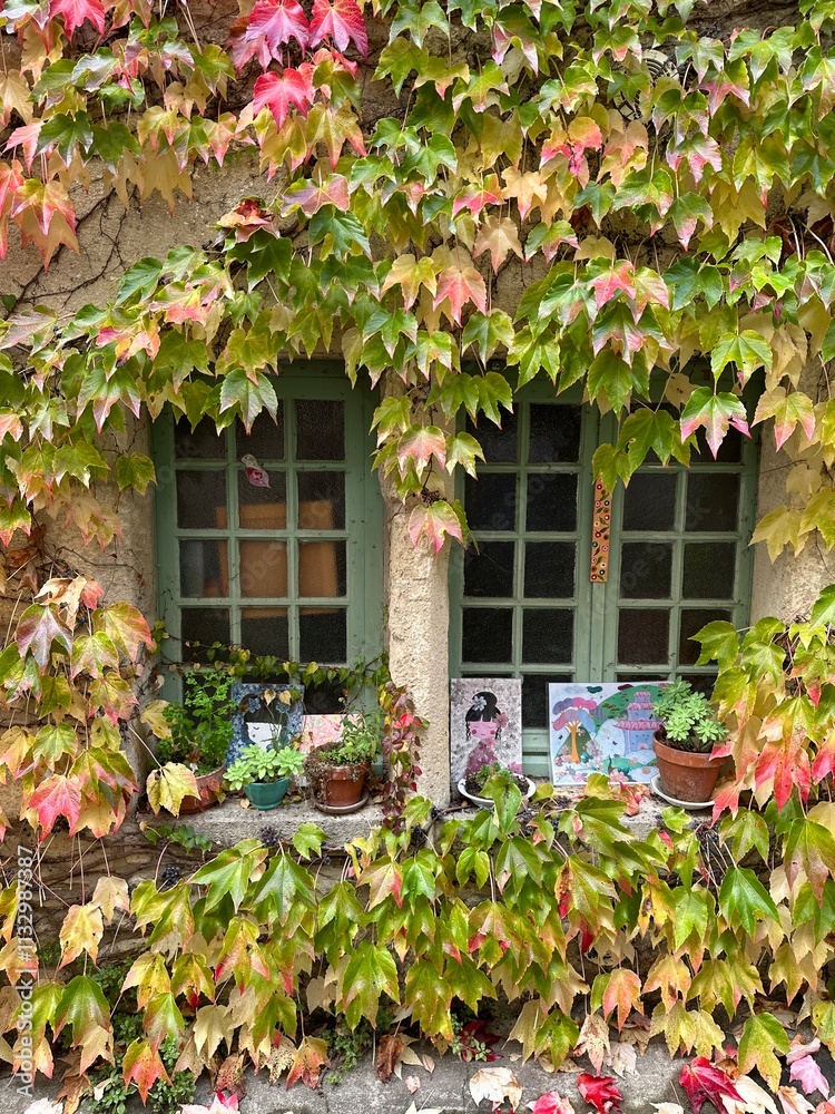 Lierre sur une maison entourant les fenêtres