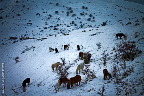 Cavalli immersi in un paesaggio innevato  photo