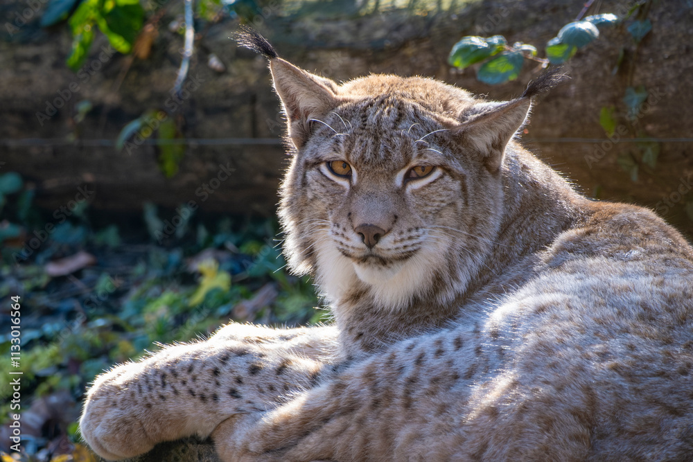 Obraz premium Nahaufnahme eines in Europa angesiedelten Raubkatze - der Luchs