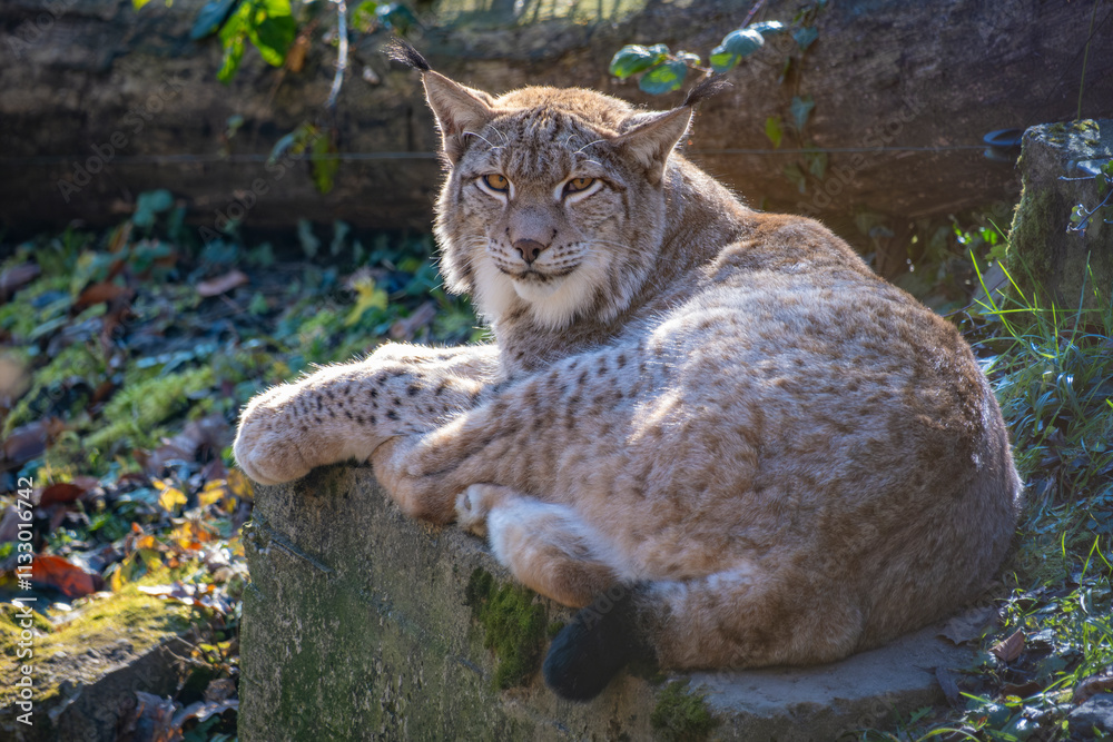 Obraz premium Nahaufnahme eines in Europa angesiedelten Raubkatze - der Luchs