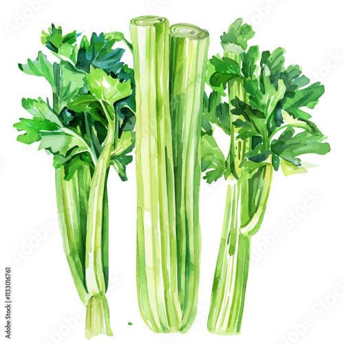 A watercolor vector of a celery stalk, isolated on a white background. Celery vector.