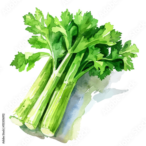 A watercolor of a celery stalk, isolated on a white background. Celery vector.
