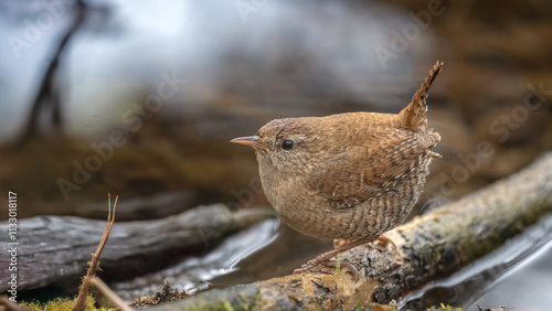 Small songbird Eurasian Wren photo
