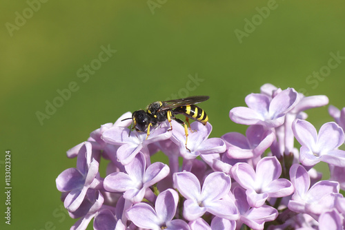 Obraz na plátne Wasp Ectemnius cephalotes, family Sand wasps, digger wasps (Crabronidae )