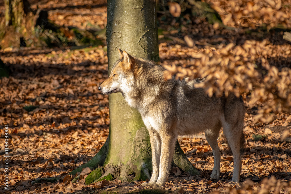 Obraz premium wunderschöner Wolf in der Natur beobachtet