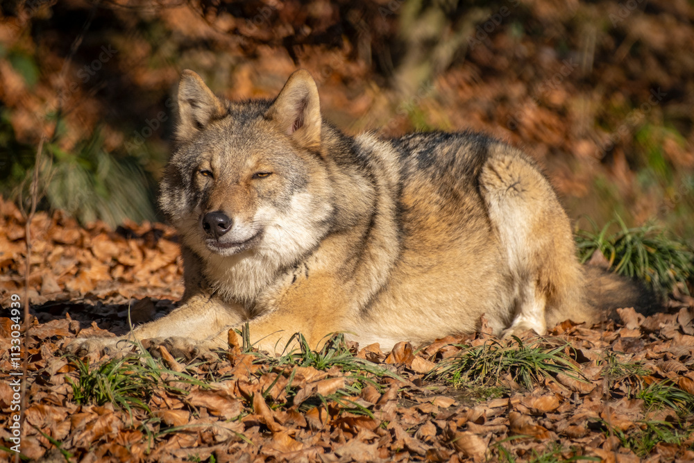 Obraz premium wunderschöner Wolf in der Natur beobachtet