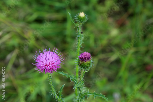 medicinal plant milk thistle (lat. Silybum marianum) blooms in the forest photo