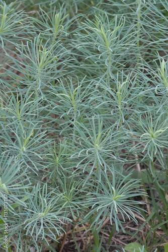 Closeup on the fragile looking foliage of the European cypress spurge wildflower, Euphorbia cyparissias from the Gard, France photo