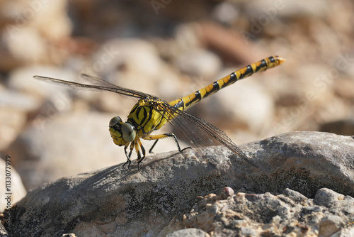 Closeup on a European Green-eyed Hook-tailed Dragonfly, Onychogomphus forcipatus, sitting on a stone photo