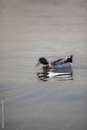 birds on small lake near my house