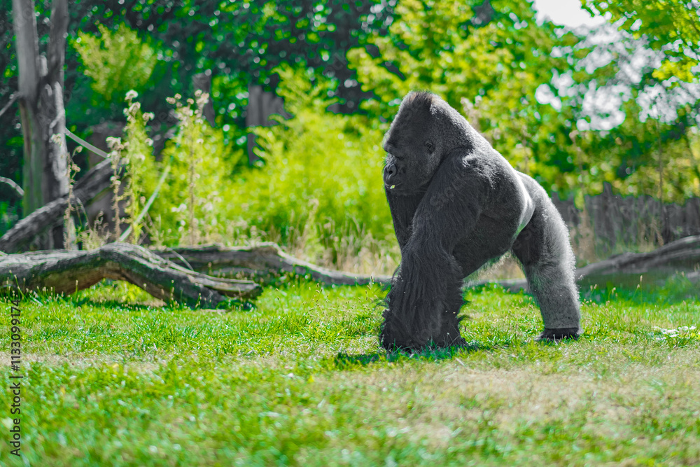 Fototapeta premium Imposing Gorilla Standing in Lush Green Forest Setting on Daylight