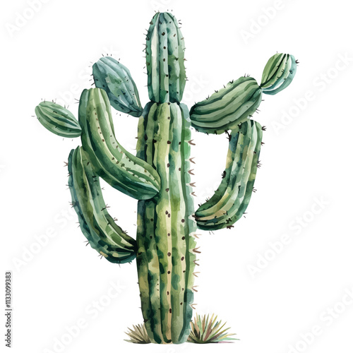 A watercolor of fishbone cactus, isolated on a white background. Fishbone Cactus vector.