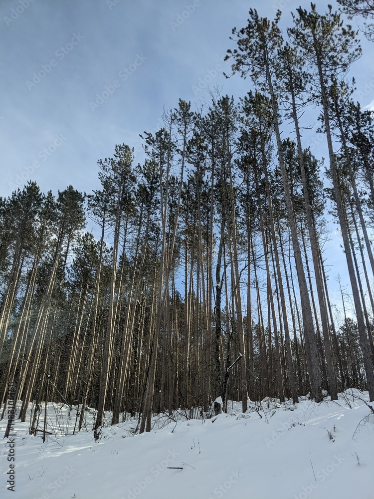 Fototapeta premium pine forest in winter
