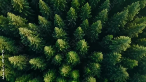 Aerial View of Lush Green Forest with Vibrant Pine Trees in Natures Embrace