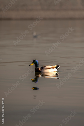birds on small lake near my house