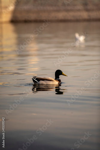 birds on small lake near my house