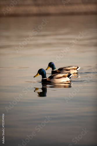 birds on small lake near my house