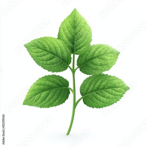 Lemon Balm isolated on white background