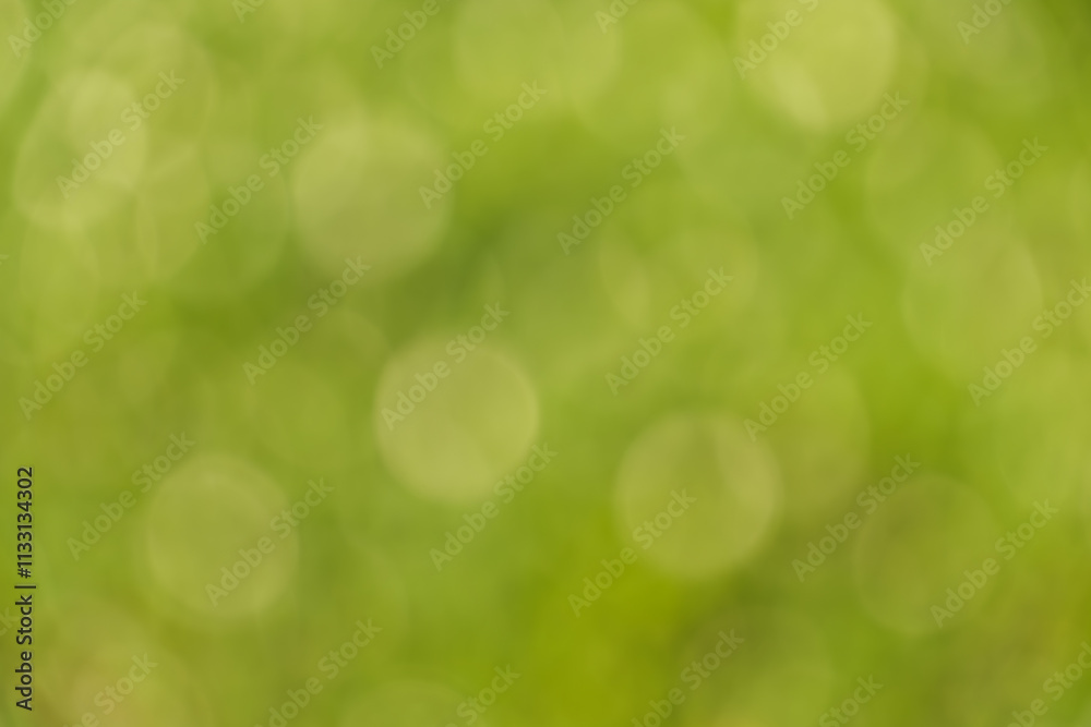 Obraz premium 緑のぼけ感が美しい抽象背景