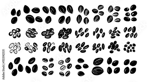 Collection of nuts and seeds placed side by side in rows, Vectorized Food Art