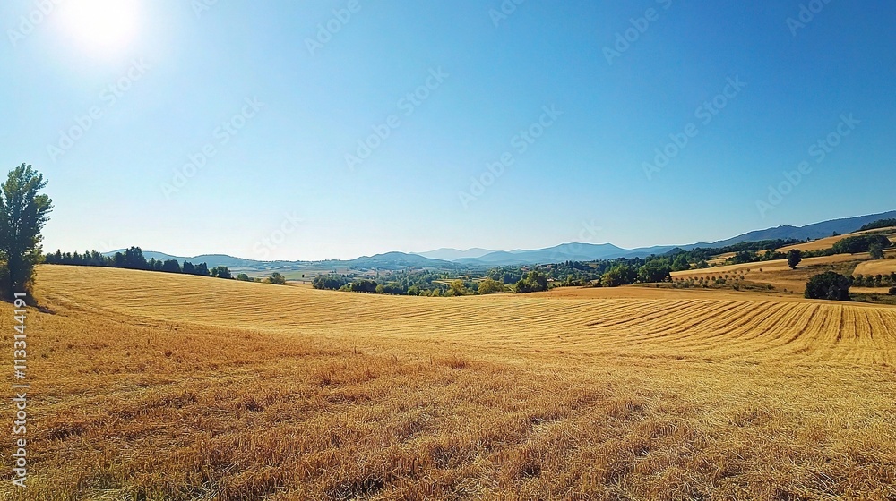 Obraz premium Golden Field Under Bright Blue Sky During Harvest Season