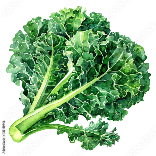 A watercolor vector of kale leaves, isolated on a white background. Kale vector.
