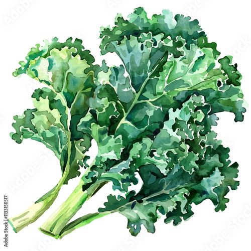 A watercolor clipart of kale leaves, isolated on a white background. Kale vector.
