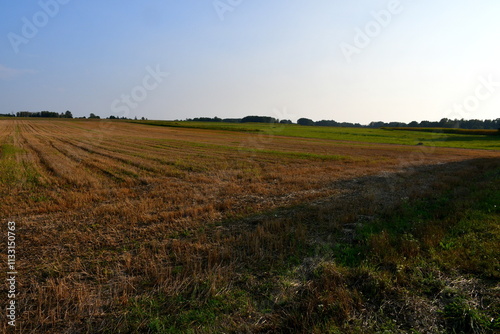A view of an old dry field with crops being collected by farmers after the summer harvest seen next to some forests, moors and shrubs spotted on a warm, cloudless summer afternoon in Poland