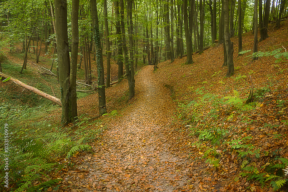 Fototapeta premium Landscape with a path in a deciduous forest. Autumn forest with a path strewn with fallen leaves. Blurred image