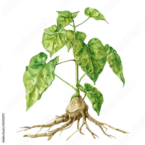 A watercolor illustration of kava root, isolated on a white background. Kava Root vector.
