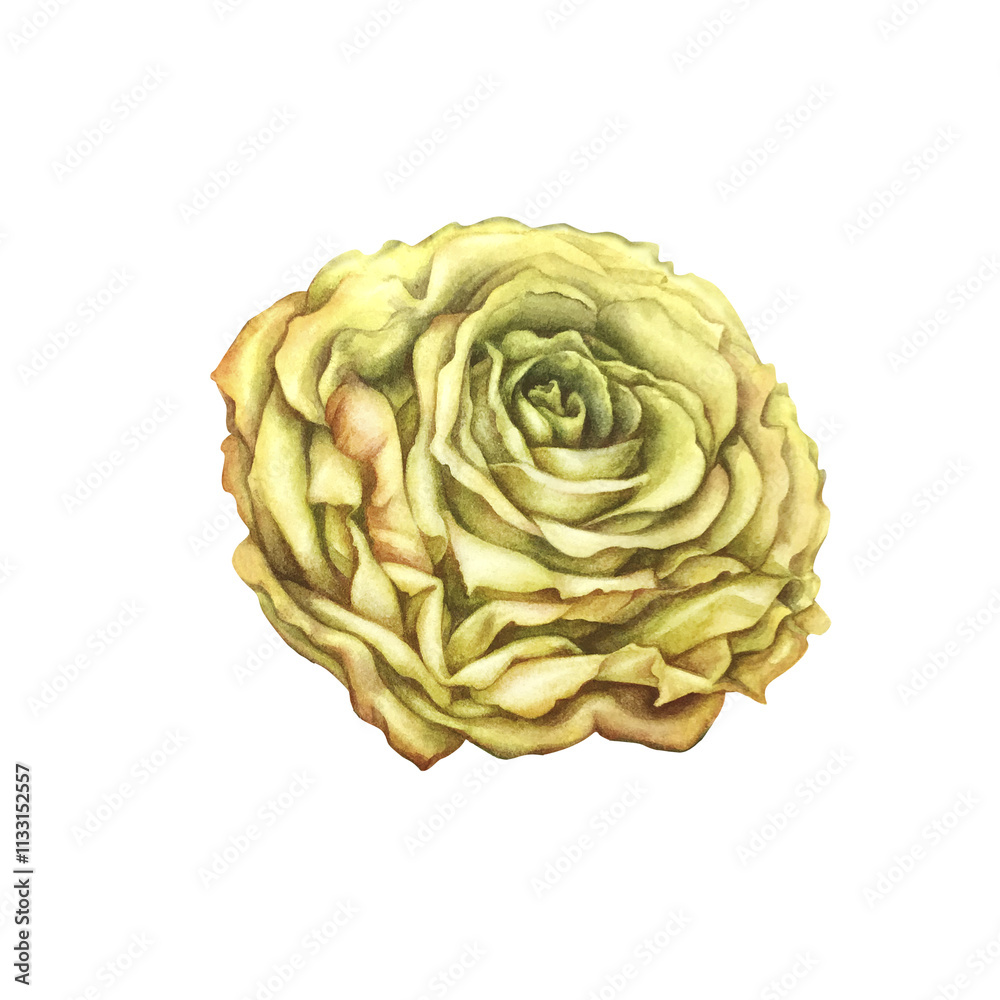 Obraz premium Yellow rose isolated on white background. Beautiful watercolor illustration template for wedding, birthday, mother's day, gift, wallpaper, stickers, scrapbooking