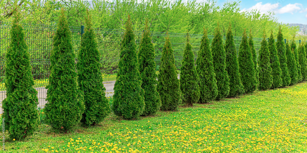 Thuja trees are planted in a row on the site.
