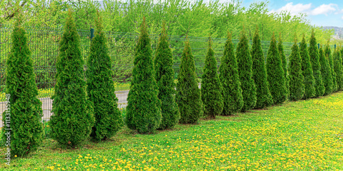 Obraz na płótnie Thuja trees are planted in a row on the site. w salonie