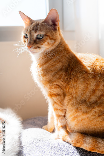 brown tabby cat with green eyes sitting on a sofa by the window