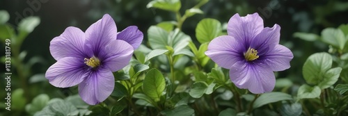 Wild violet flower with soft pastel petals and lush green foliage, outdoor, garden