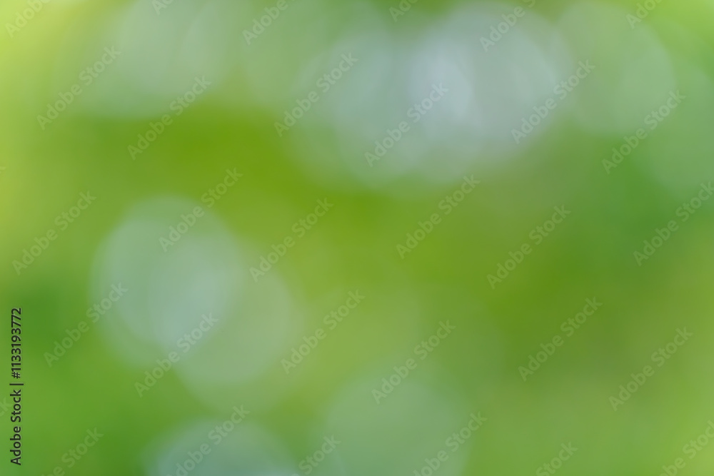 Fototapeta premium 緑の柔らかなボケ背景