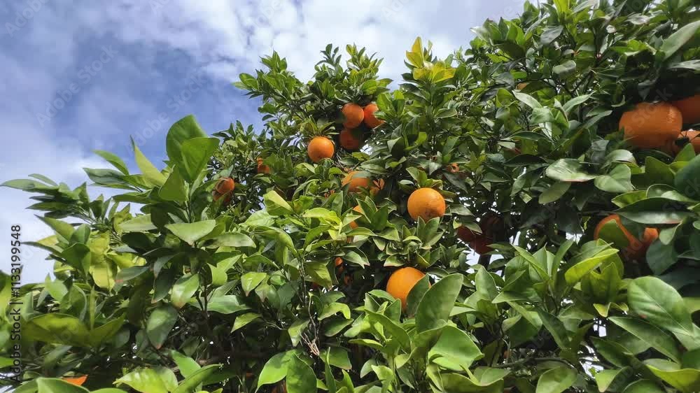 Naranjo con frutos. Naranjas en el árbol. La cámara recorre  las ramas hacia el cielo.
