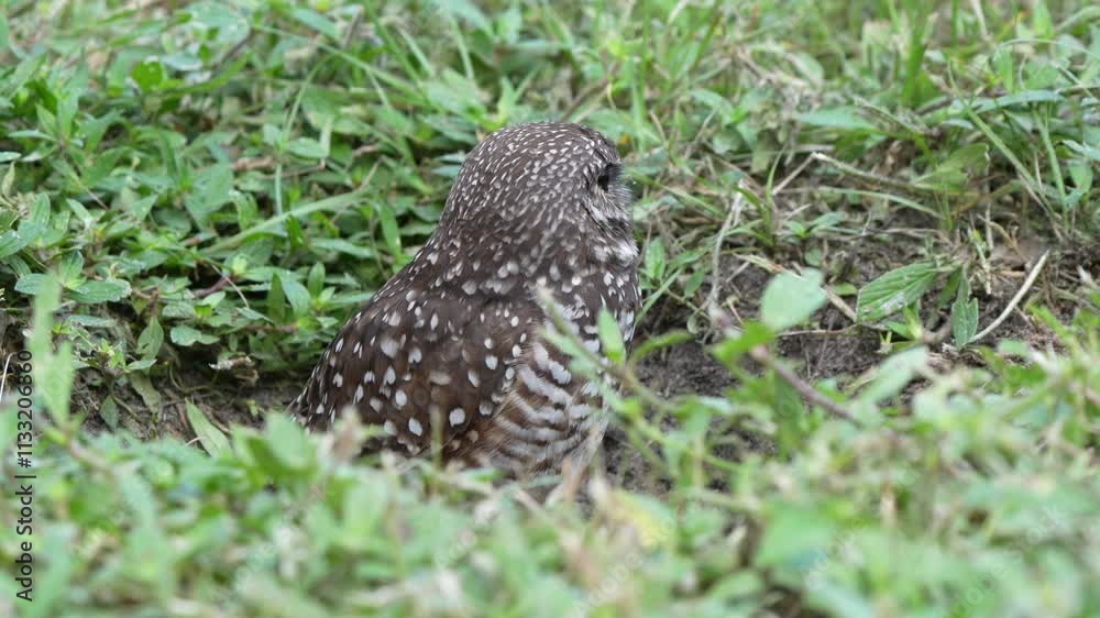 Closeup of Burrowing owl perching on a grass looking around Closeup of Burrowing owl perching on a grass looking around