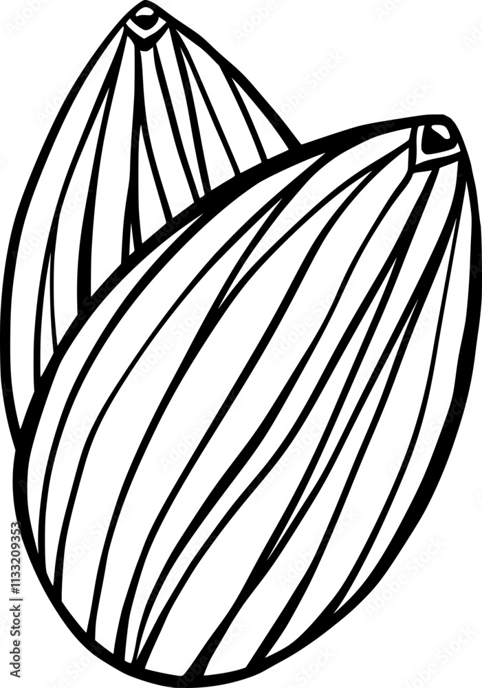 Stylized Line Art Almond Seeds Line Art Illustration Stylized Line Art Almond Seeds Line Art Illustration