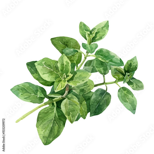 A watercolor painting of oregano leaves, isolated on a white background. Oregano vector.
