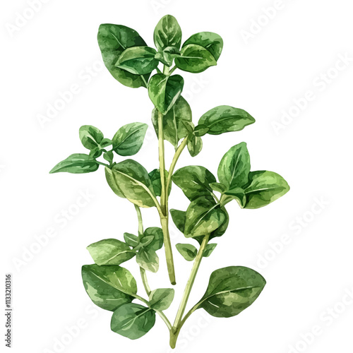 A watercolor illustration of oregano leaves, isolated on a white background. Oregano vector.
