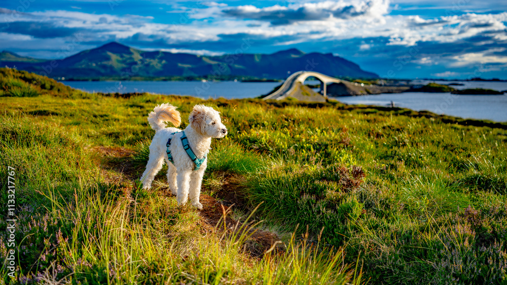 Fototapeta premium Cockapoo Welpe vor der Atlantik Straße in Norwegen