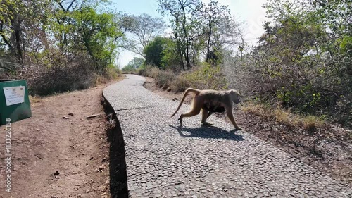 Baboon At Livingstone Matabeleland North Zimbabwe. Game Drive Safari Scenery In The African Savannah. Rural Background Outdoor Farmland Beautiful. Rural Background Bosk Nature. photo