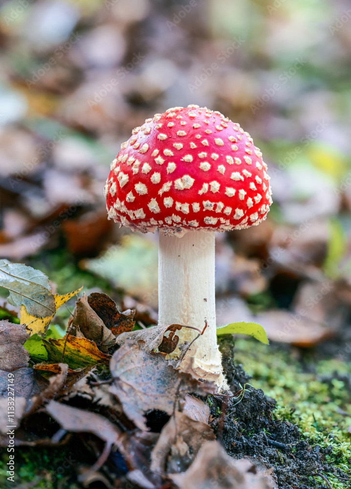 Red fly agaric musroom