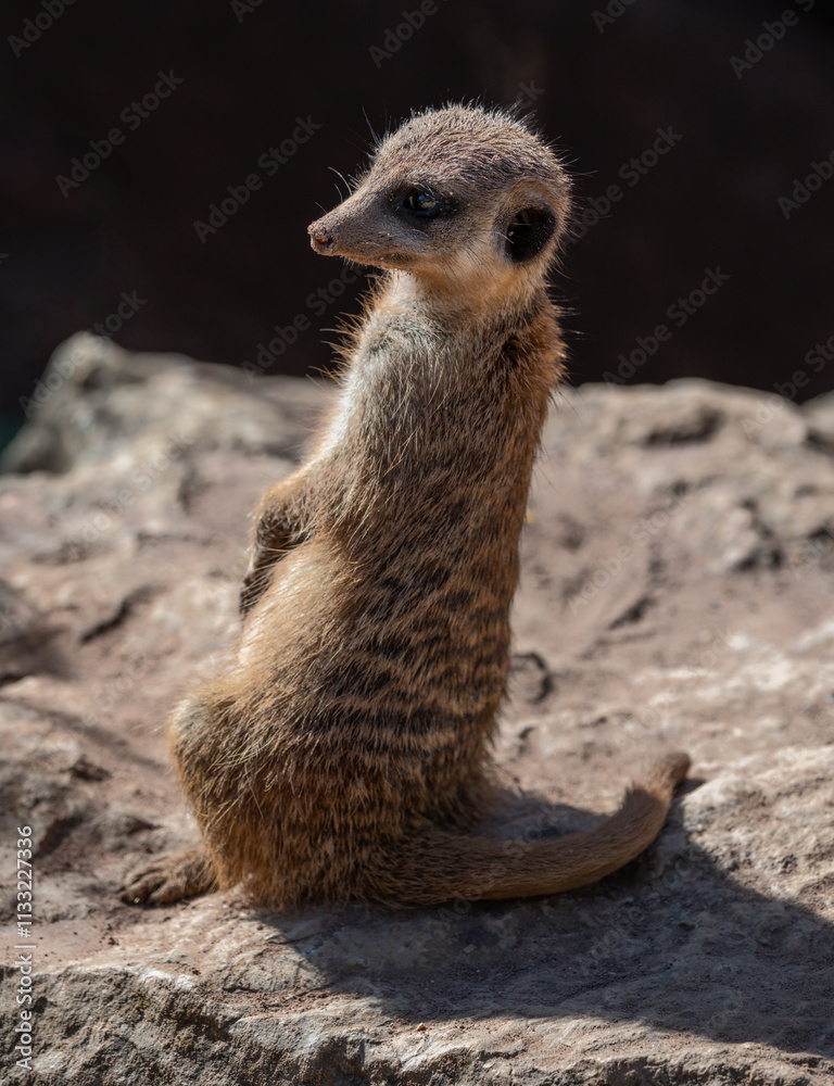 Meerkat guard sitting upright on a rock