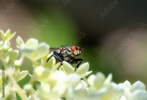 Macro of a fly on a blossom