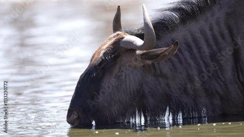 African Blue Wildebeest (Connochaetes taurinus) or Gnu, a large dark colored antelope risking crocodile attack at a river crossing during the great migration. Slow motion, 25 percent natural speed.