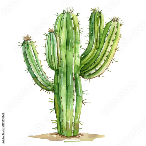 A watercolor painting of a pencil cactus, isolated on a white background. Pencil cactus vector.
