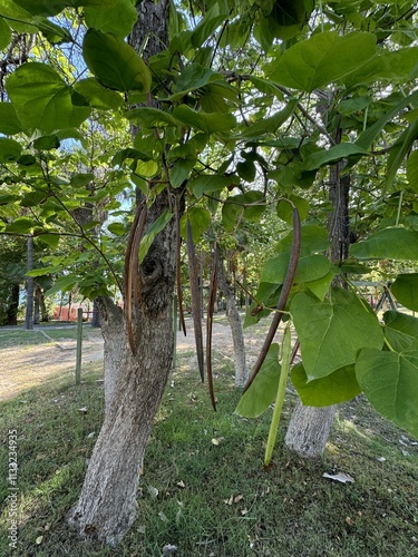 Catalpa bignonioides tree with thin long bean pods. Fruits of southern catalpa. Close-up. Catalpa bignonioides with seeds. Common names include southern catalpa, cigartree, and Indian bean tree.
 photo