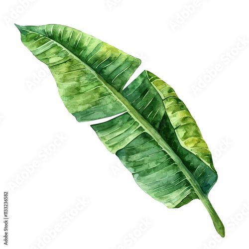 A watercolor drawing of plantain leaf, isolated on a white background. Plantain leaf vector.
